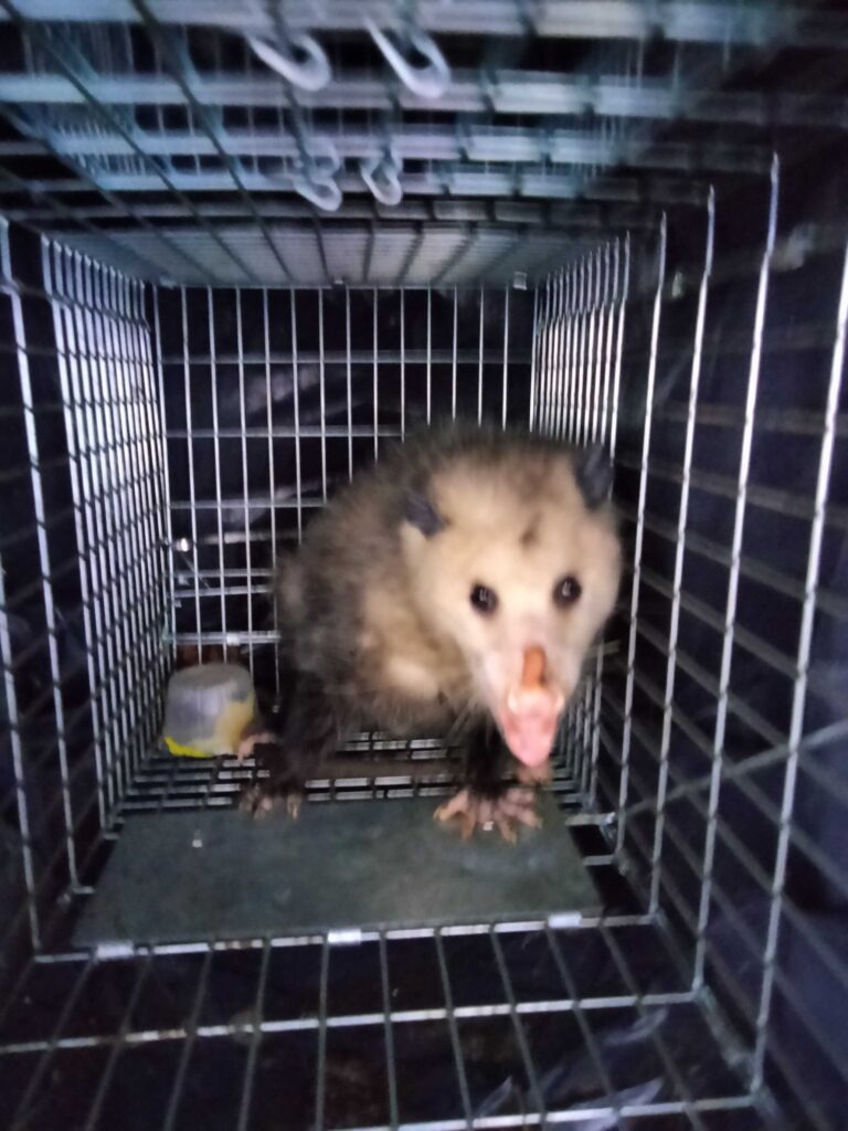 Wildlife Control Hopkins